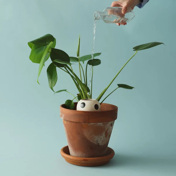 Olla arrosage naturel  Pépin– Diffuseur d’eau en céramique artisanale Pépin